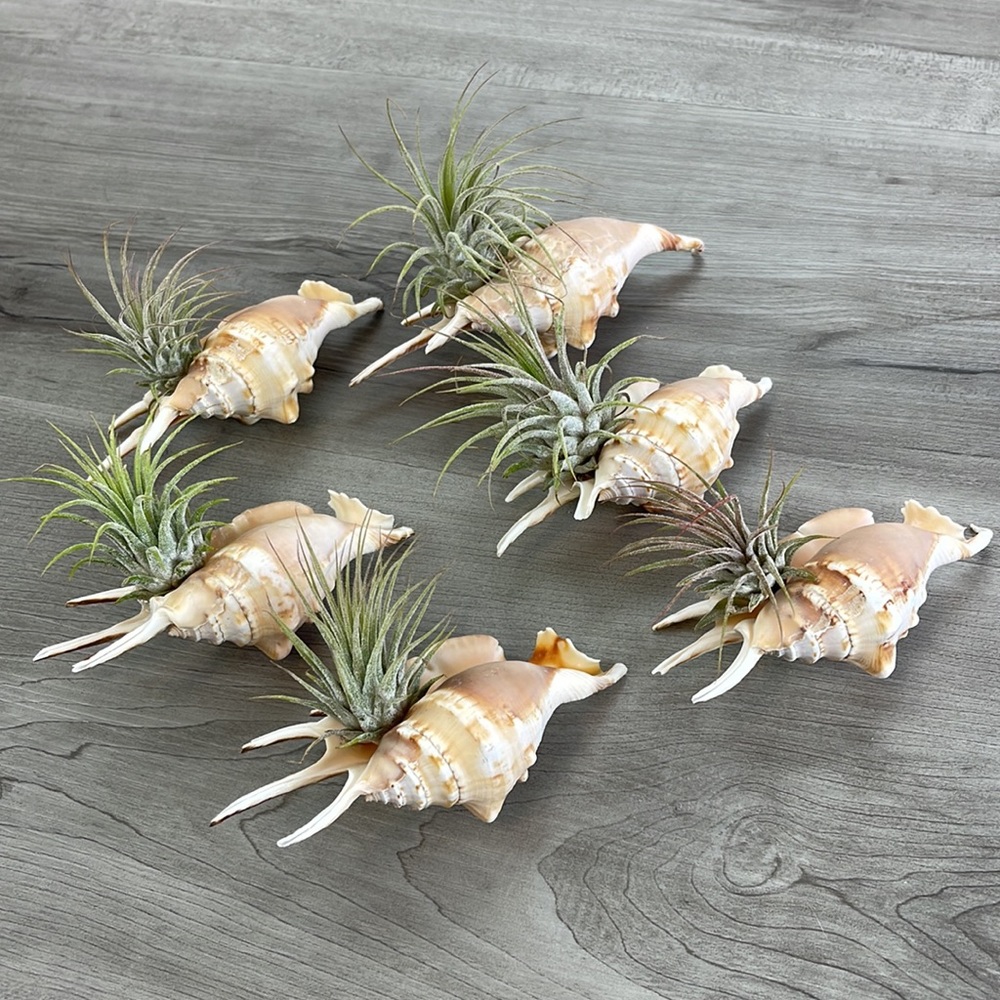 🔆AIR PLANT BUDDY🔆 WITH REAL SEA SHELL HAND MADE AND UNIQUE - Picture 7 of 16
